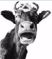 Cow Picture
