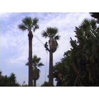 Click for larger image.